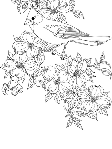 Cardinal Bird And Flowering Virginia State Flower Coloring Page